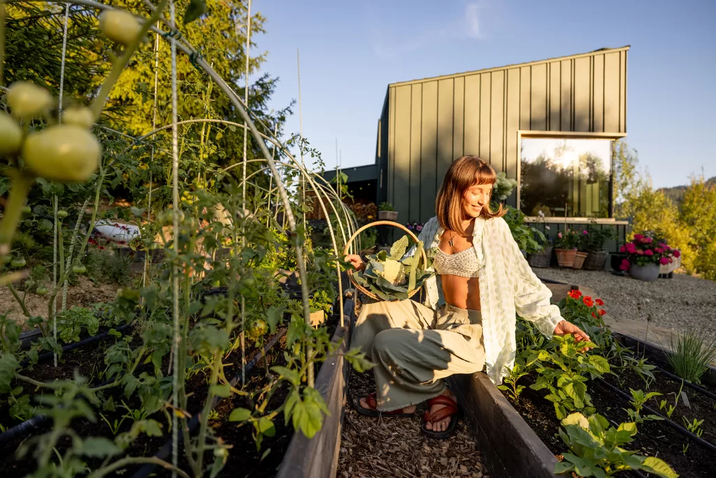 woman inspecting green tomatoes 2024 11 01 23 43 20 utc