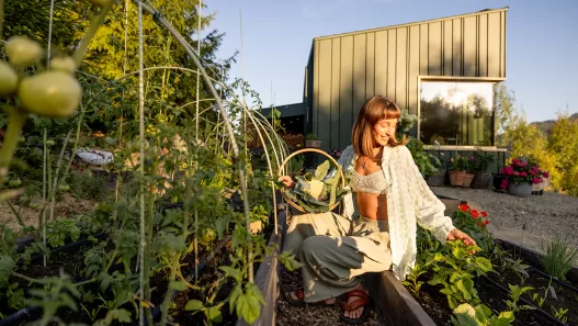 woman inspecting green tomatoes 2024 11 01 23 43 20 utc